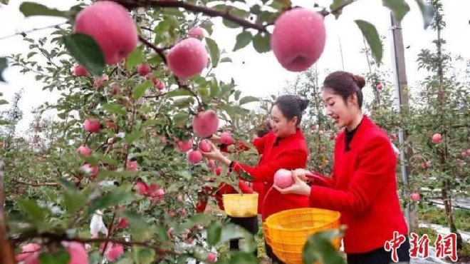 “甘味”农产品闯世界 续拓欧洲及东南亚市场